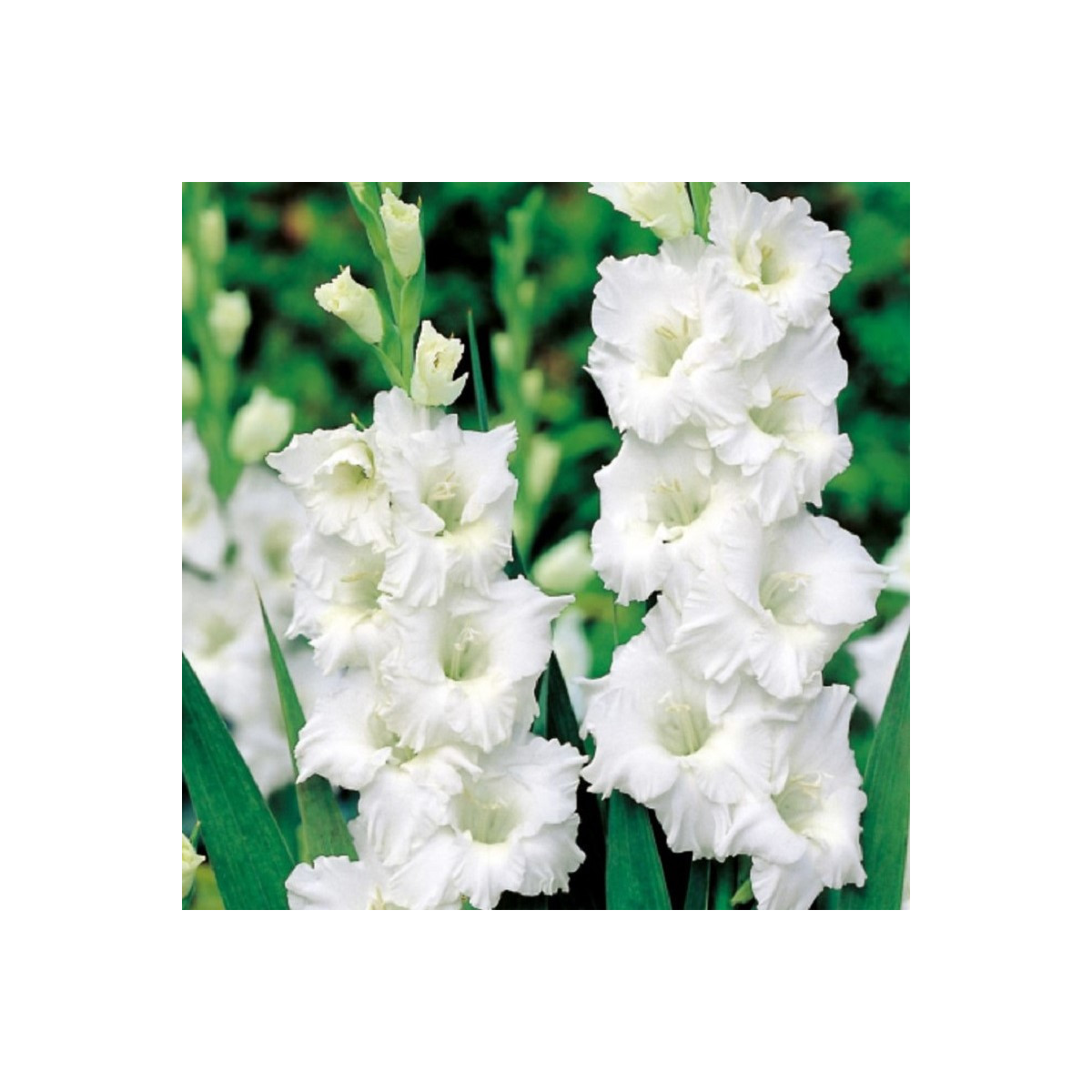Gladiola Snowy Ruffle - Gladiolus - hľuzy mečíka - 3 ks