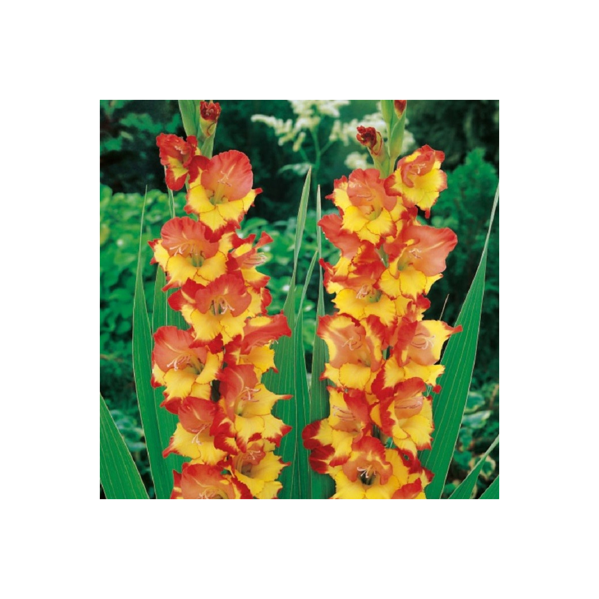 Gladiola Princess Margaret Rose - Gladiolus - hľuzy mečíka - 3 ks