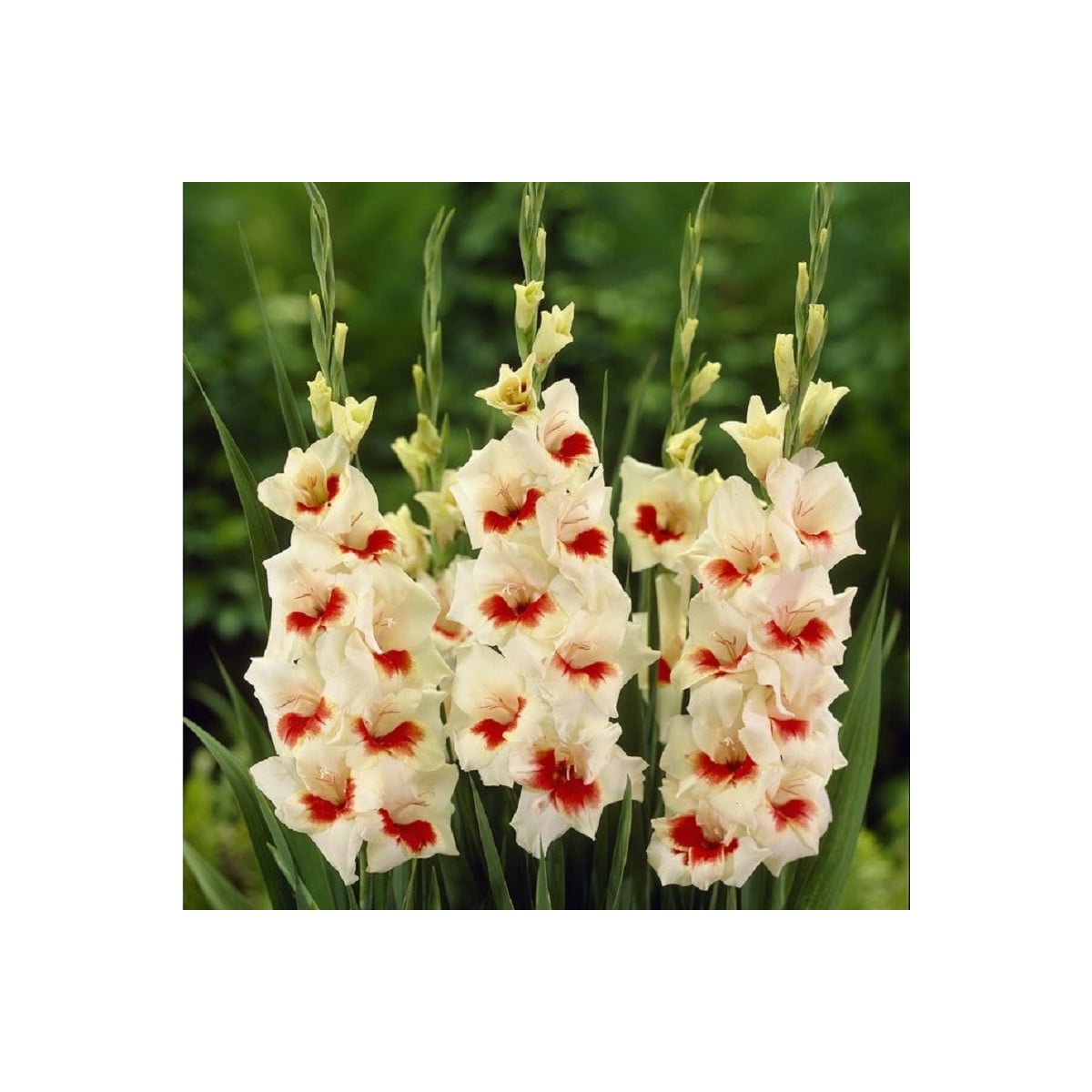 Gladiola Ajax - Gladiolus - hľuzy mečíka - 3 ks