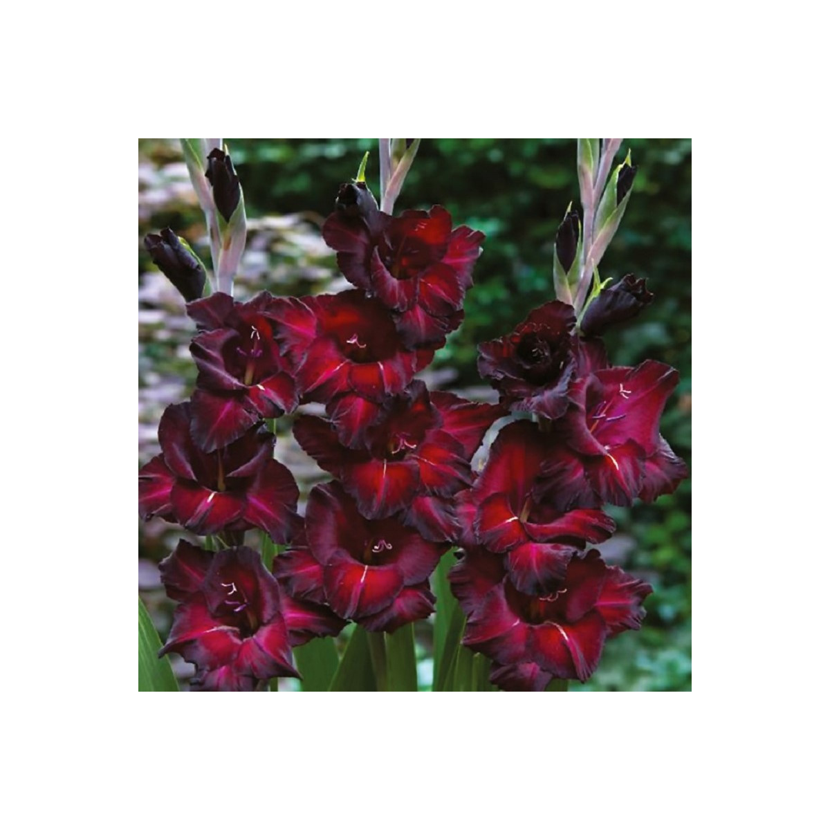 Gladiola Black Surprise - Gladiolus - hľuzy mečíka - 3 ks