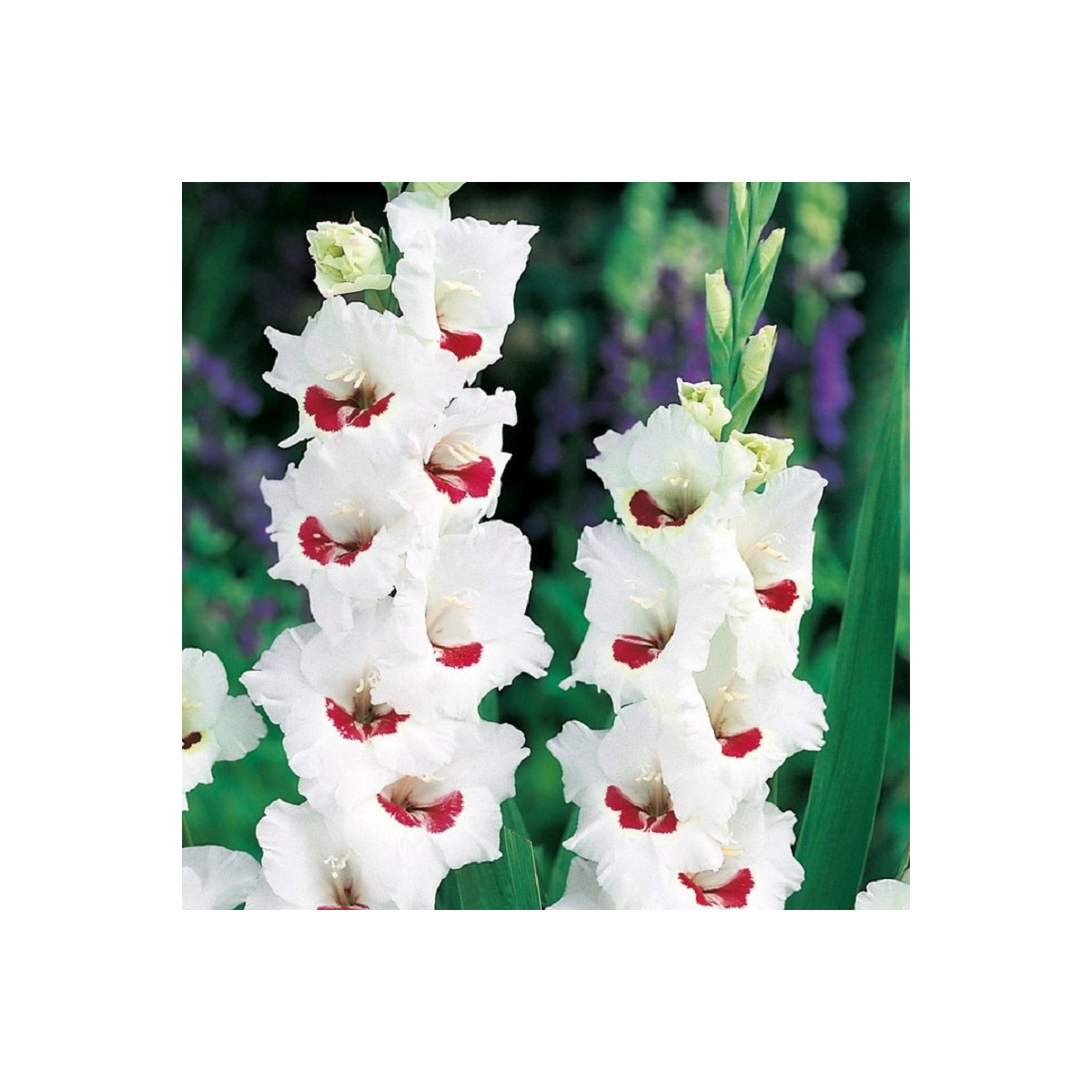 Gladiola Fiorentina - Gladiolus - hľuzy mečíka - 3 ks