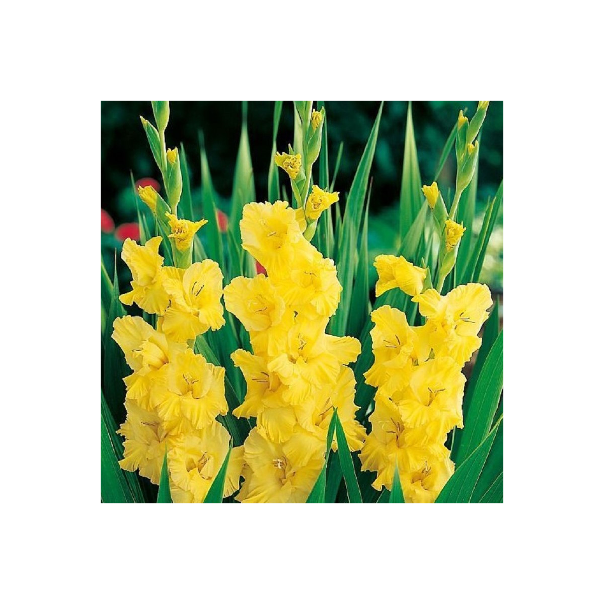 Gladiola Yellow Frans - Gladiolus - hľuzy mečíka - 3 ks