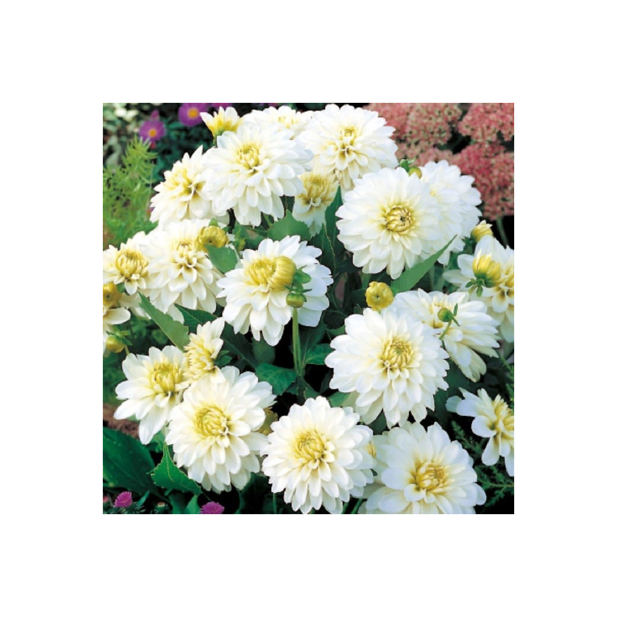 Georgína Art Fair - Dahlia - hľuzy georgíny - 1 ks