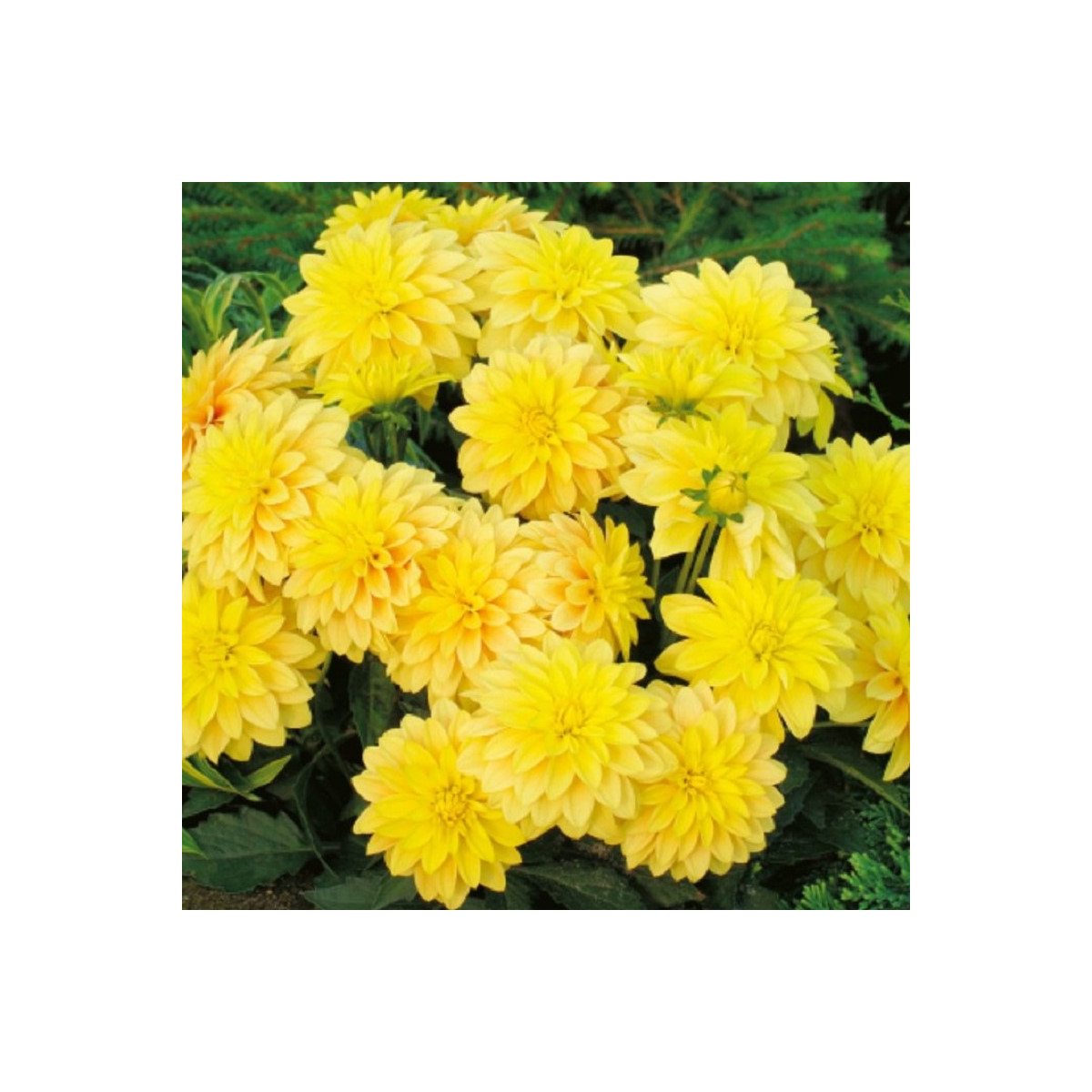 Georgína Cézanne - Dahlia - hľuzy georgín - 1 ks