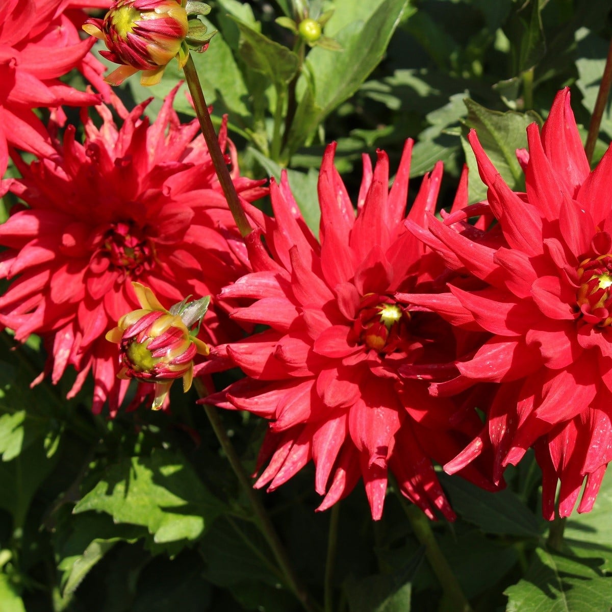 Georgína Pigmy červená - Dahlia Pigmy - cibuľoviny - 1 ks