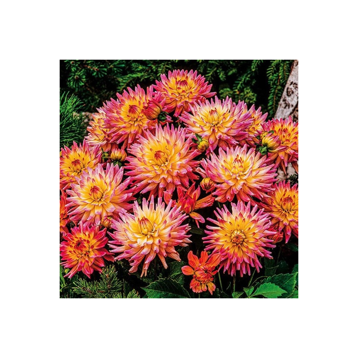 Georgína Melody Gipsy - Dahlia - hľuzy georgíny - 1 ks