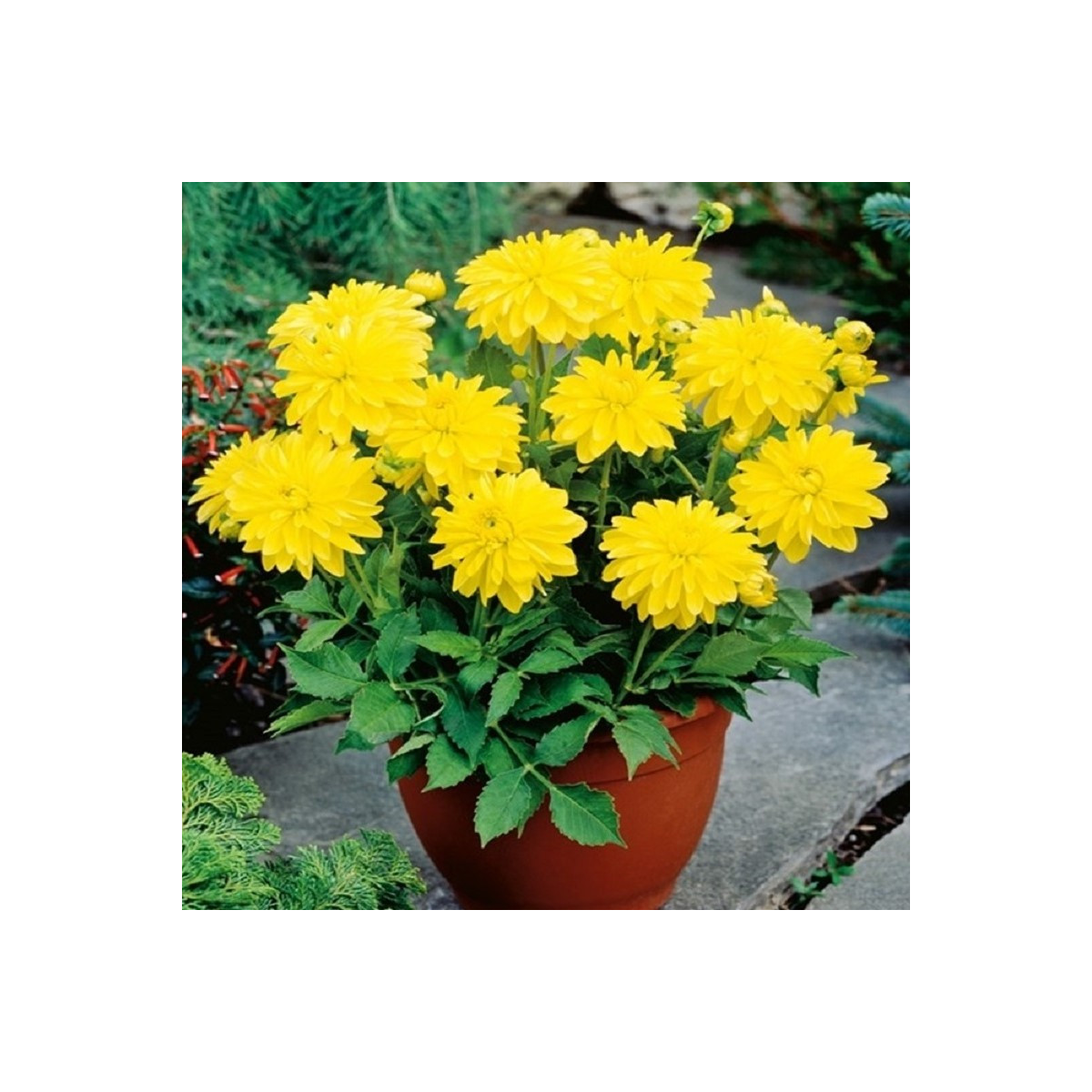 Georgína Melody Latin - Dahlia - hľuzy georgíny - 1 ks