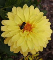 Georgína Melody Latin - Dahlia - hľuzy georgíny - 1 ks