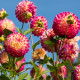 Georgína Hapet Daydream - Dahlia - hľuzy georgíny - 1 ks