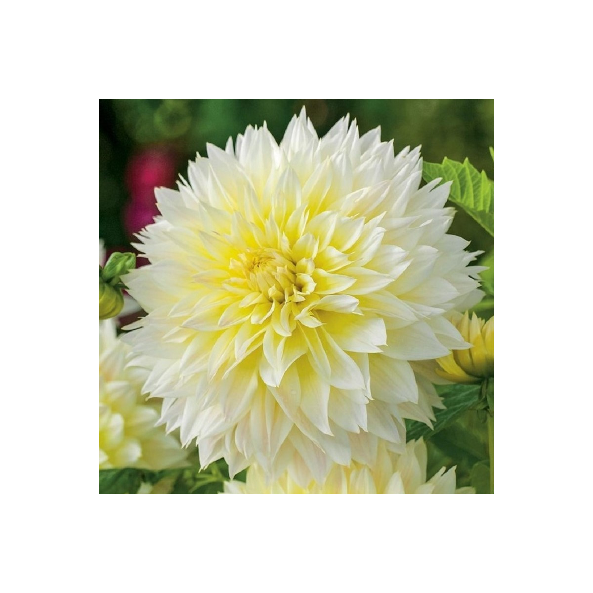 Georgína Canary Fubuki - Dahlia - hľuzy georgíny - 1 ks
