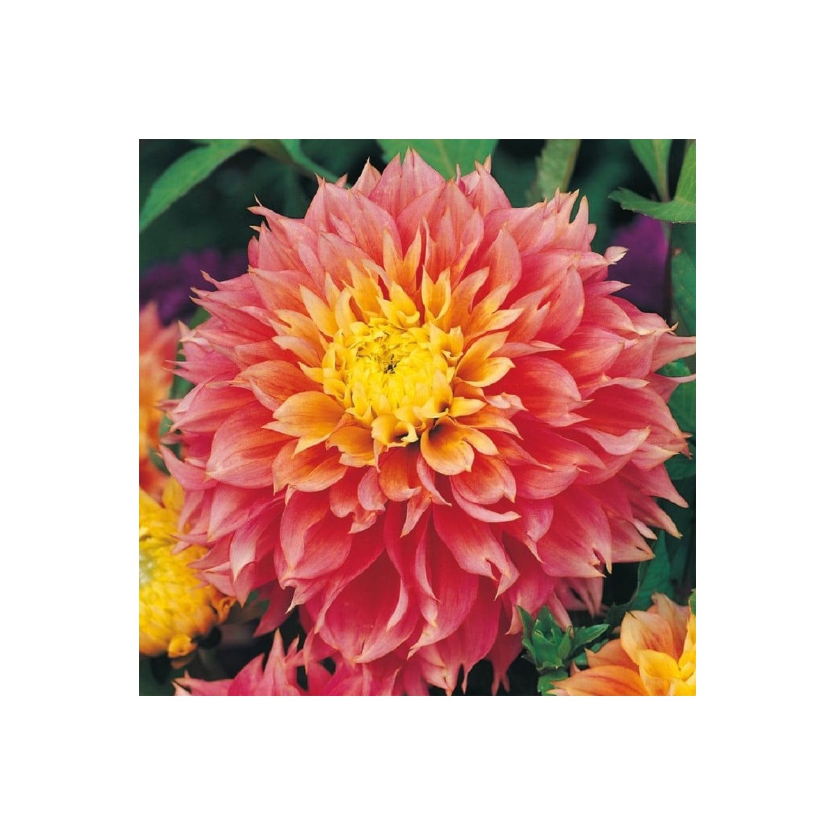 Georgína Kogane Fubuki - Dahlia - hľuzy georgíny - 1 ks