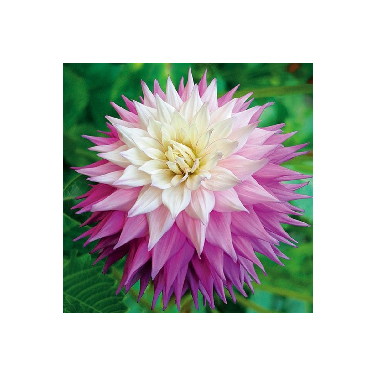 Georgína Sir Alf Ramsey - Dahlia - hľuzy georgíny - 1 ks