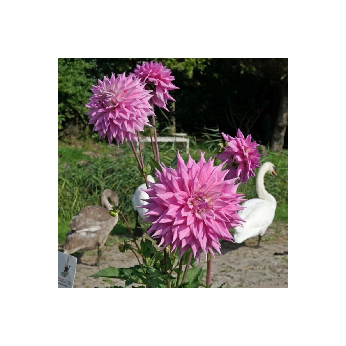 Georgína Sir Alf Ramsey - Dahlia - hľuzy georgíny - 1 ks