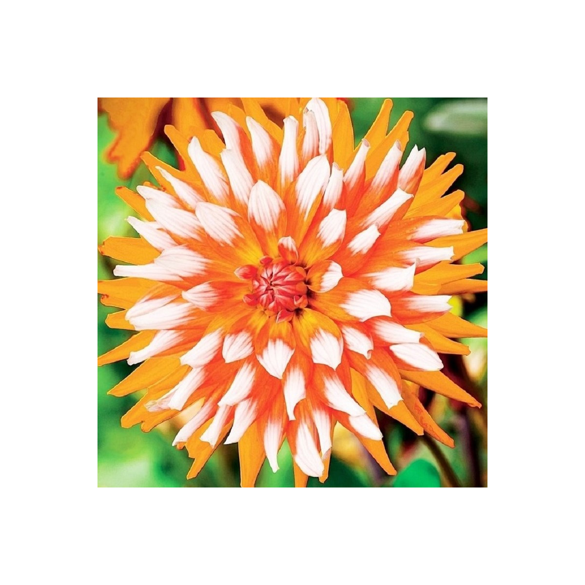 Georgína Orange Turmoil - Dahlia - hľuzy georgíny - 1 ks