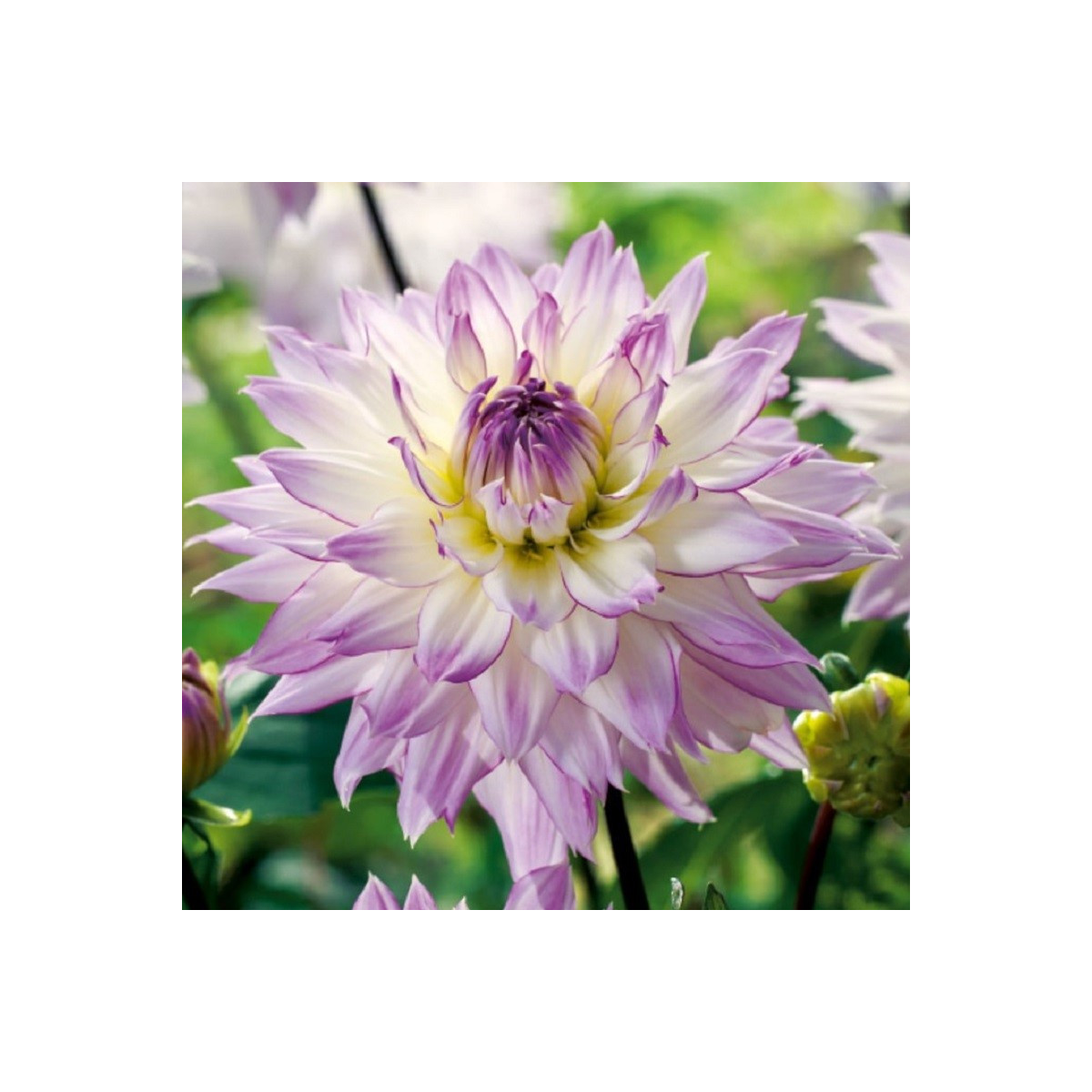 Georgína Crazy Love - Dahlia - hľuzy georgíny - 1 ks