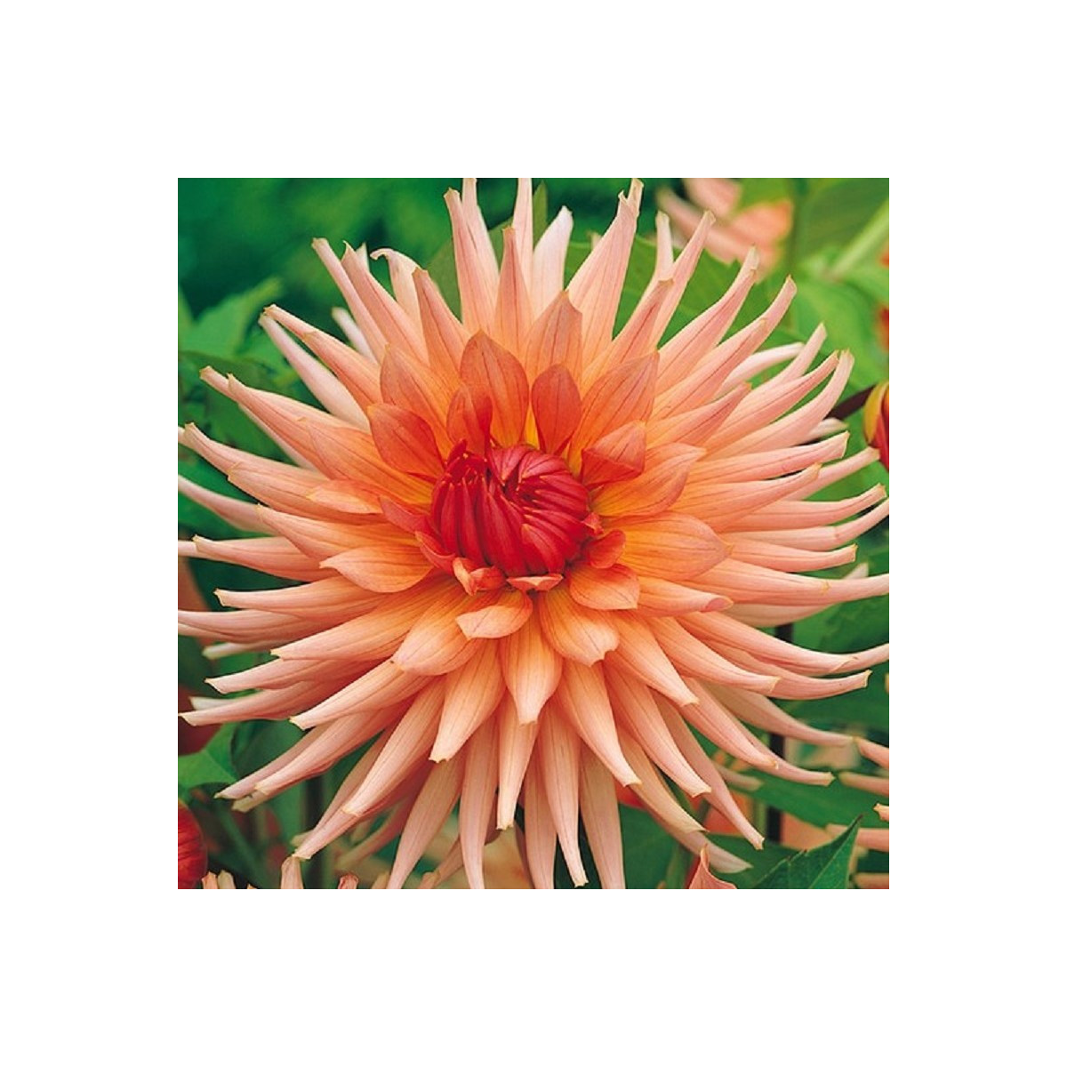 Georgína Preferencie - Dahlia - hľuzy georgíny - 1 ks
