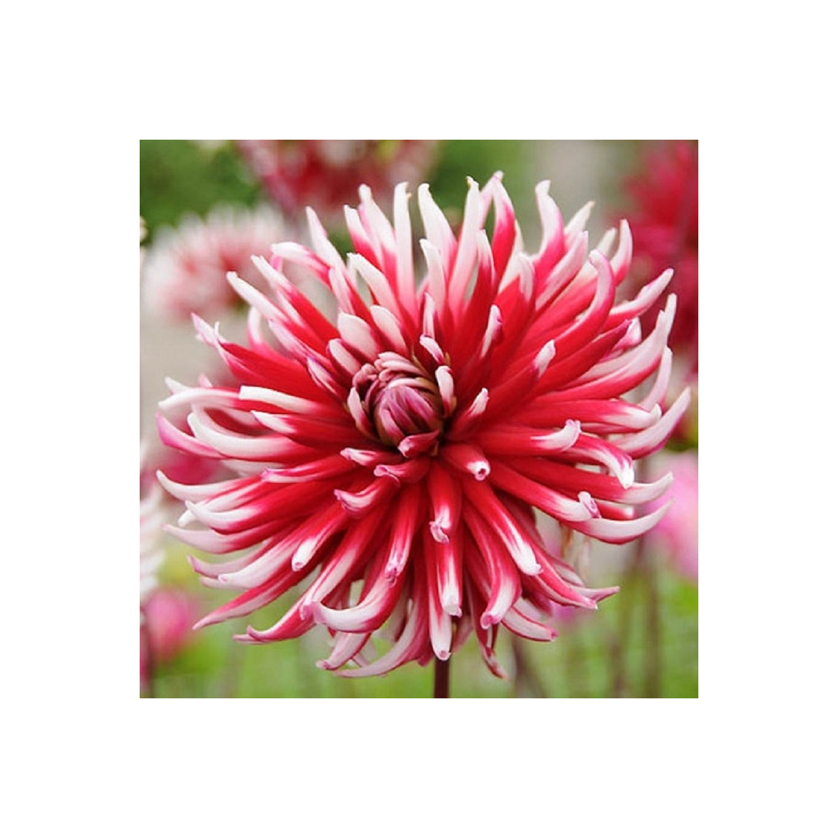 Georgína Friqoulet - Dahlia - hľuzy georgíny - 1 ks