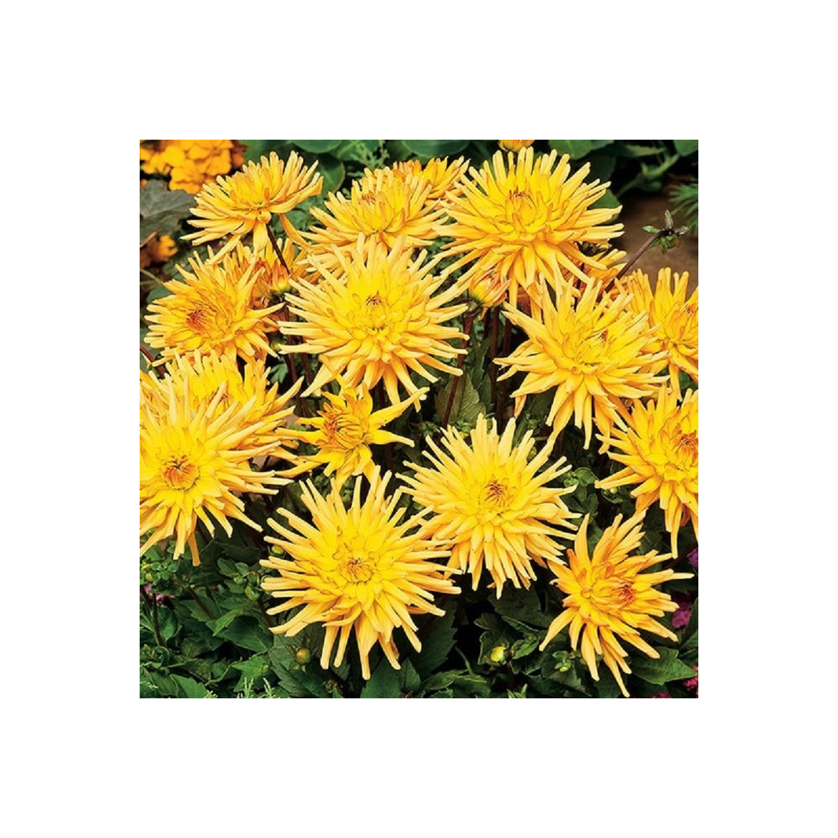 Georgína Garden Princess - Dahlia - hľuzy georgíny - 1 ks