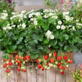 Jahodník Summer Breeze Snow F1 - Fragaria ananassa - semená jahodníka - 10 ks