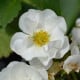 Jahodník Summer Breeze Snow F1 - Fragaria ananassa - semená jahodníka - 10 ks