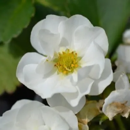 Jahodník Summer Breeze Snow F1 - Fragaria ananassa - semená jahodníka - 10 ks