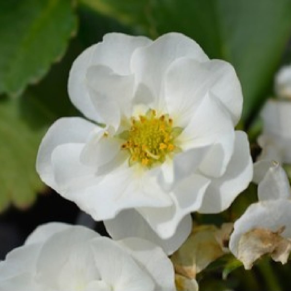 Jahodník Summer Breeze Snow F1 - Fragaria ananassa - semená jahodníka - 10 ks