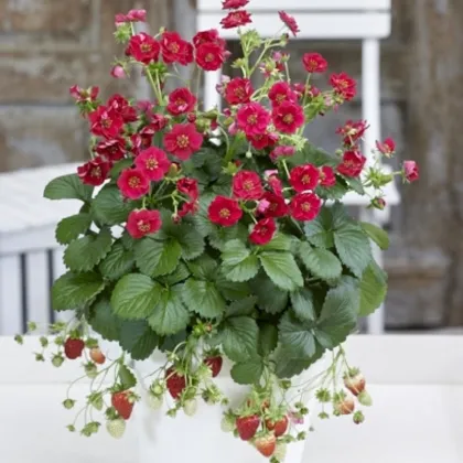 Jahodník Summer Breeze Rose F1 - Fragaria ananassa - semená jahodníka - 10 ks