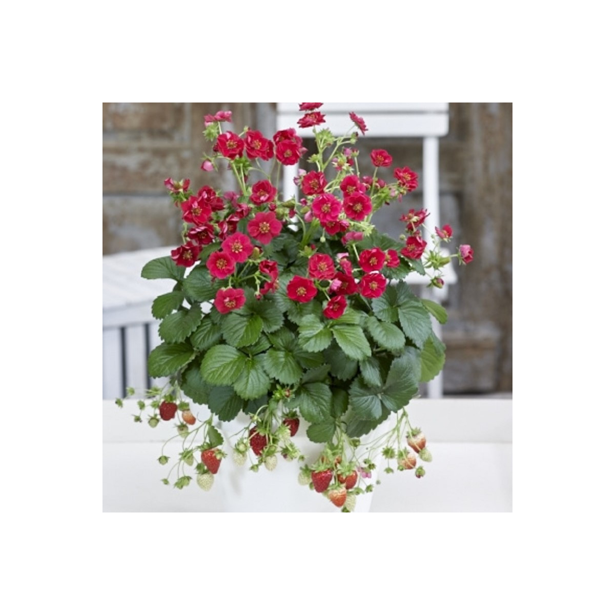 Jahodník Summer Breeze Rose F1 - Fragaria ananassa - semená jahodníka - 10 ks