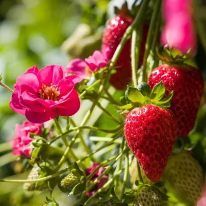 Jahodník Summer Breeze Cherry F1 - Fragaria ananassa - semená jahodníka - 10 ks