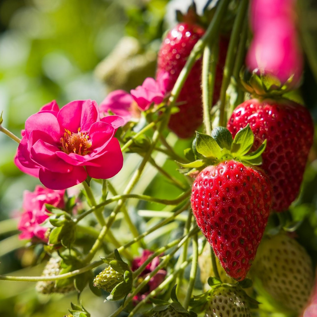 Jahodník Summer Breeze Cherry F1 - Fragaria ananassa - semená jahodníka - 10 ks