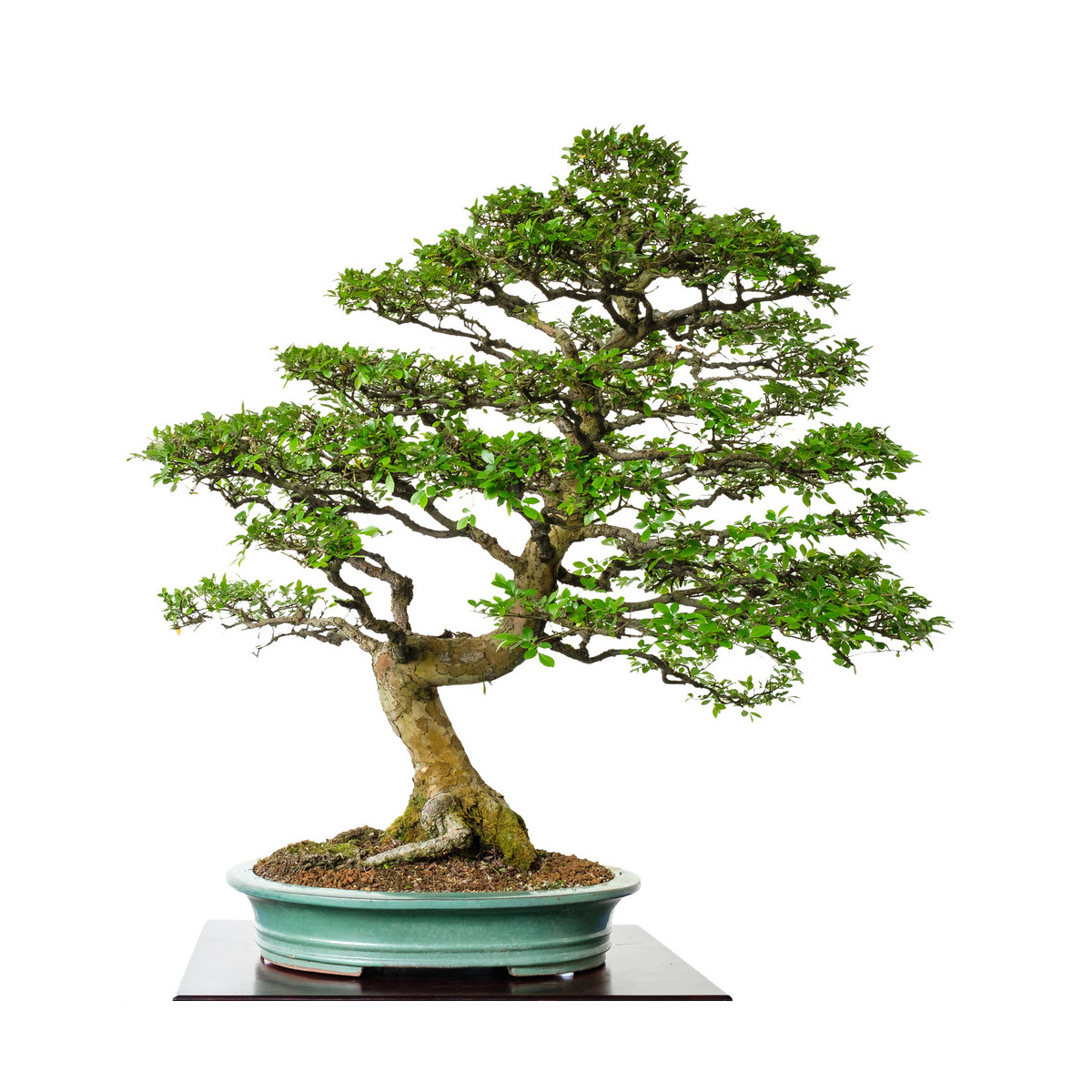 Brest čínsky - Ulmus parvifolia - semená bresta - 10 ks