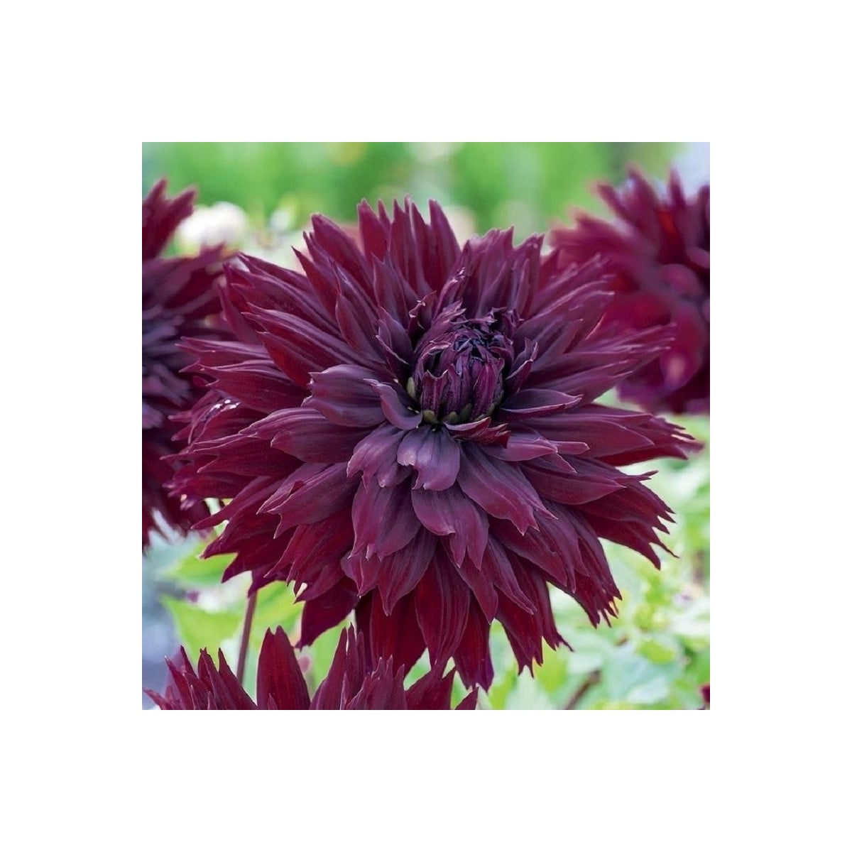 Georgína Black Touch - Dahlia - hľuzy georgíny - 1 ks