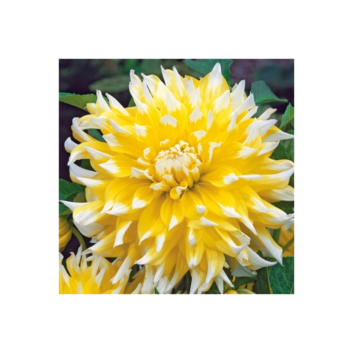 Georgína Grand Prix - Dahlia - hľuzy georgíny - 1 ks