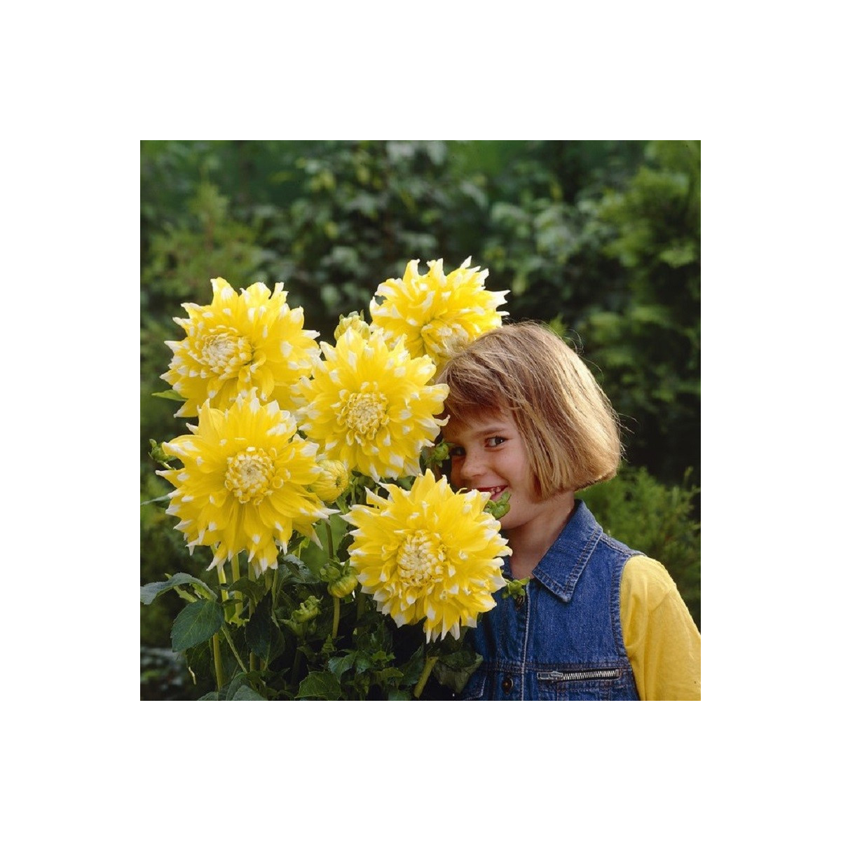 Georgína Grand Prix - Dahlia - hľuzy georgíny - 1 ks