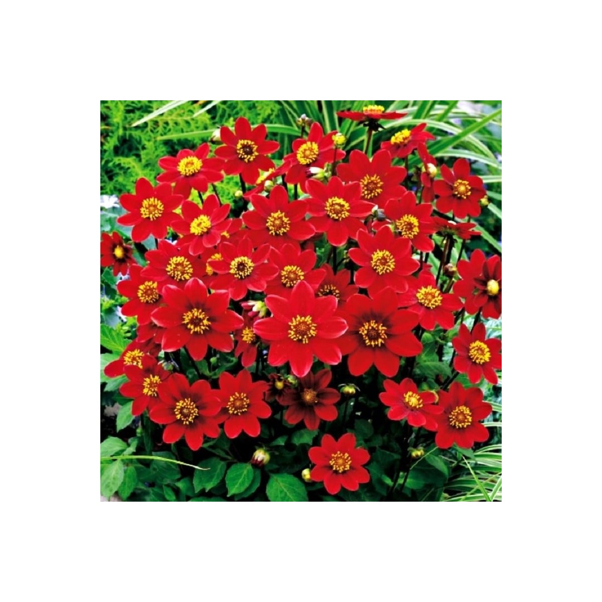 Georgína Topmix červená - Dahlia - hľuzy georgíny - 1 ks