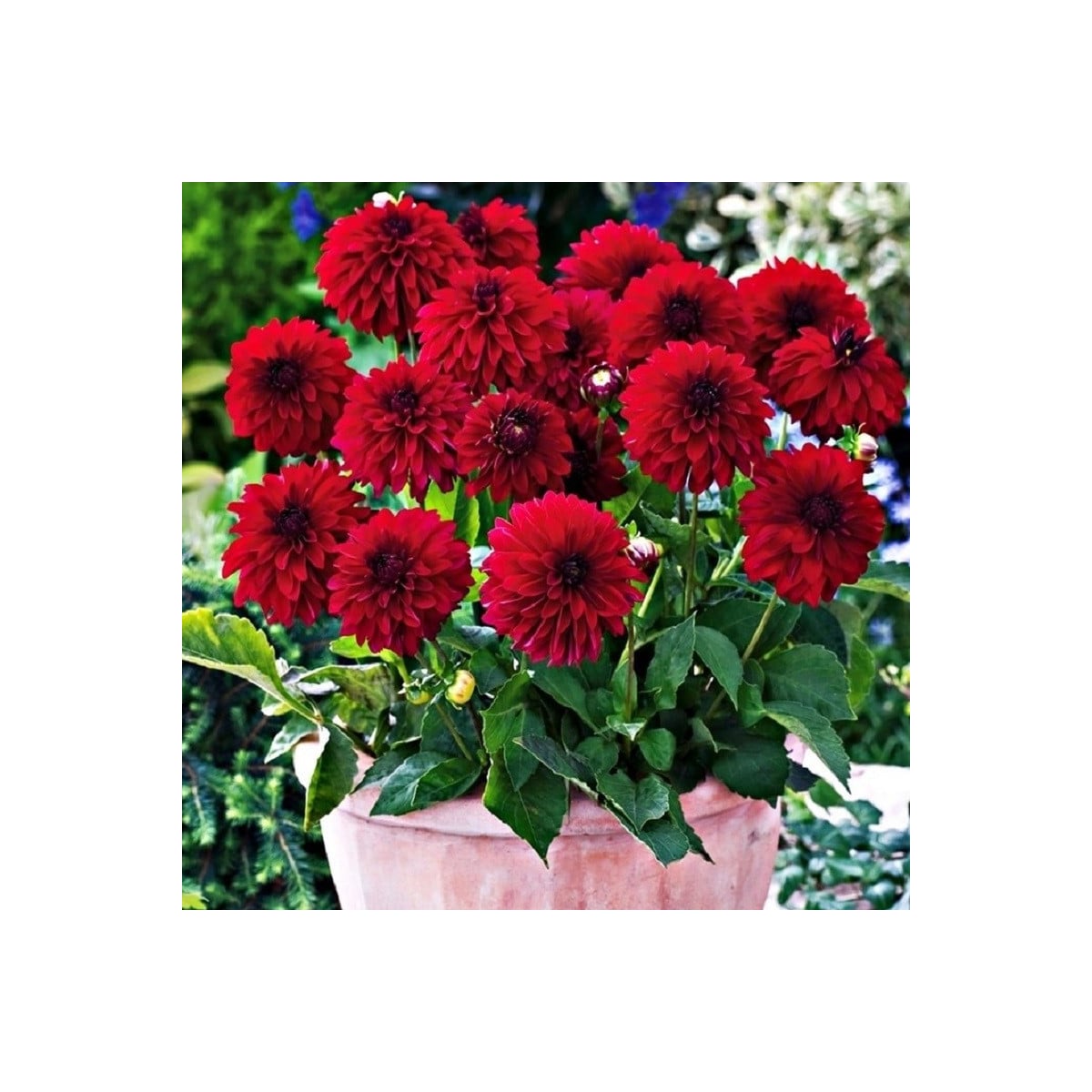 Georgína Melody Mambo - Dahlia - hľuzy georgíny - 1 ks