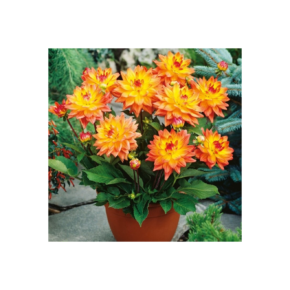 Georgína Melody Dora - Dahlia - hľuzy georgíny - 1 ks