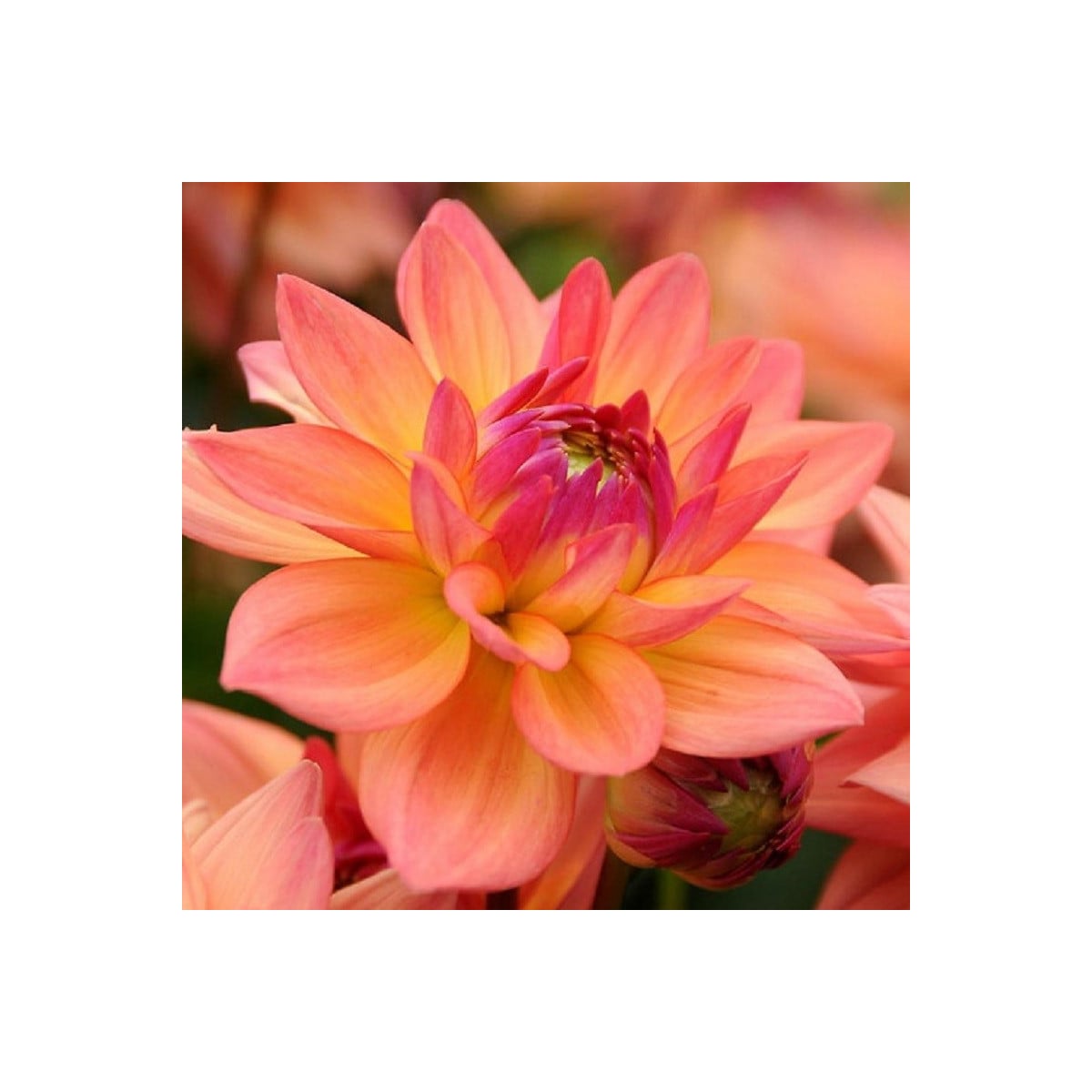 Georgína Melody Dora - Dahlia - hľuzy georgíny - 1 ks