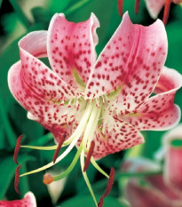 Ľalia speciosum rubrum - Lilium - cibuľa ľalie - 1 ks