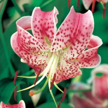 Ľalia speciosum rubrum - Lilium - cibuľa ľalie - 1 ks