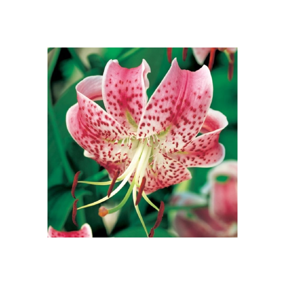 Ľalia speciosum rubrum - Lilium - cibuľa ľalie - 1 ks