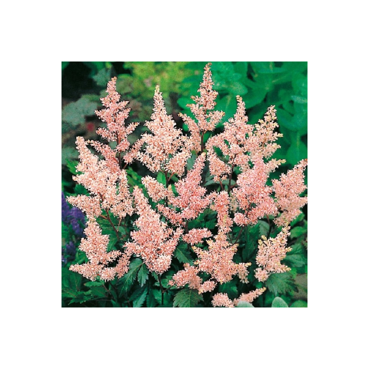 Astilba Peach Blossom - Astilbe japonica - hľuzy astilby - 1 ks