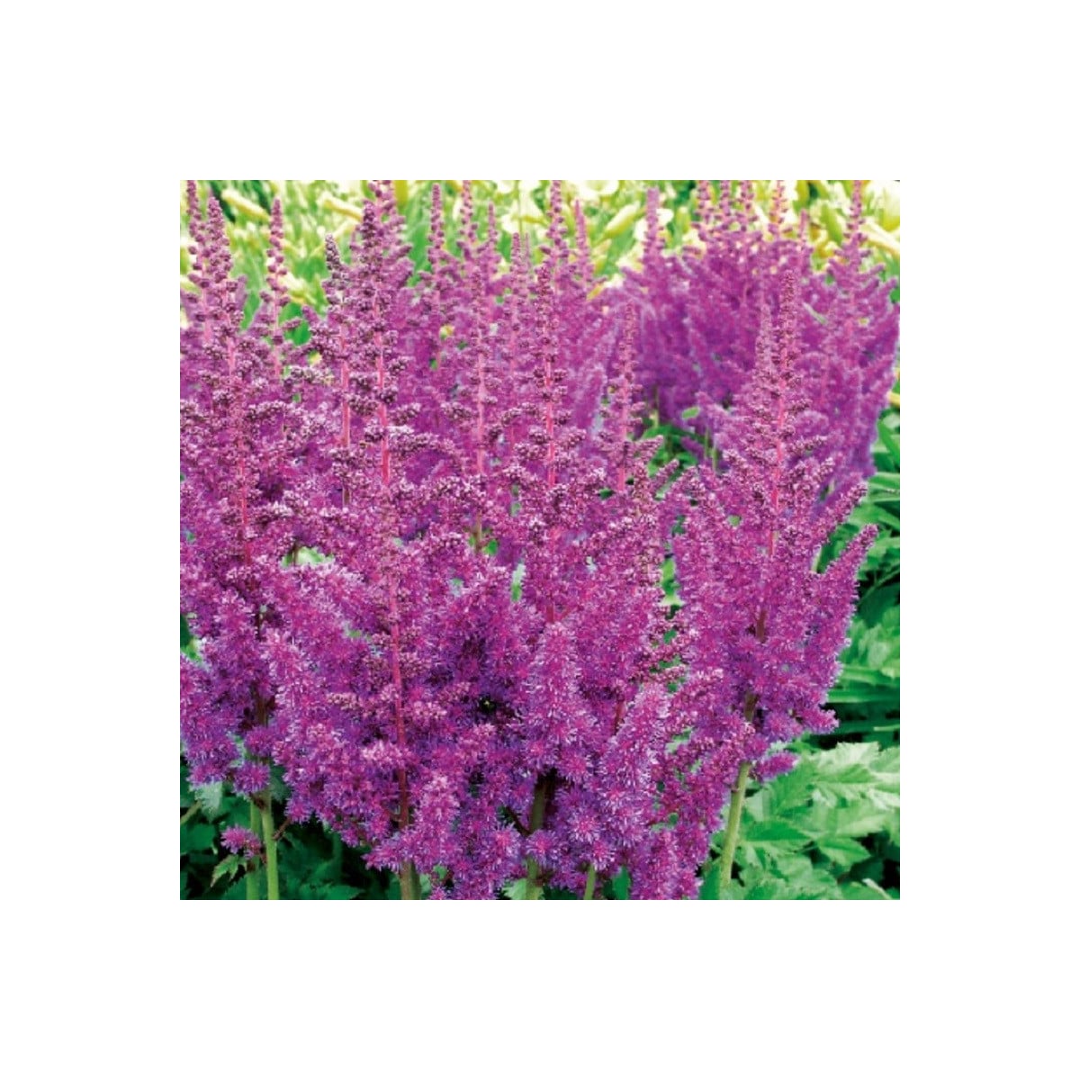 Astilba modrá - Astilbe - hľuzy astilby - 1 ks