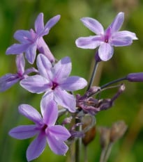 Cesnak divoký BIO - Allium sativum - bio cibuľa cesnaku - 1 ks
