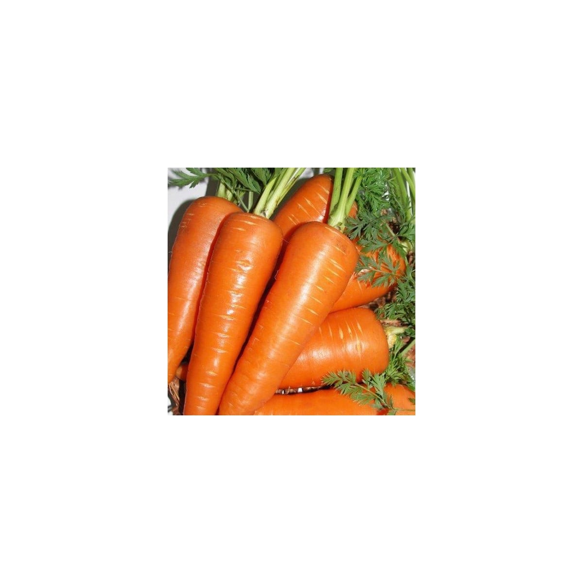 Mrkva Fire Wedge F1 - Daucus carota - semená mrkvy - 150 ks