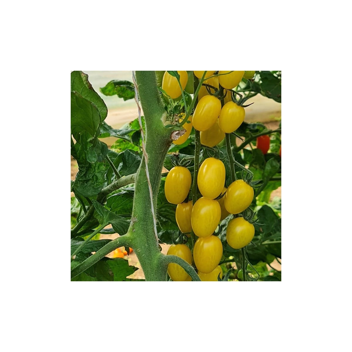Paradajka Dattolime F1 - Solanum lycopersicum - semená paradajky - 6 ks