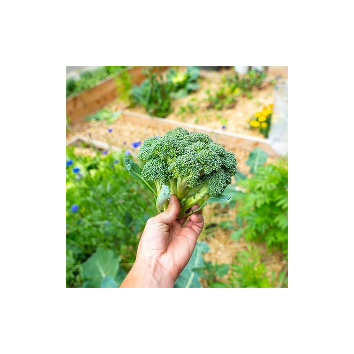BIO Brokolica Calabrese Natalino - Brassica oleracea L. - bio semená brokolice - 30 ks