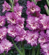 Gladiola Tango - Gladiolus Tango - gladioly - hľuzy gladioly - 3 ks