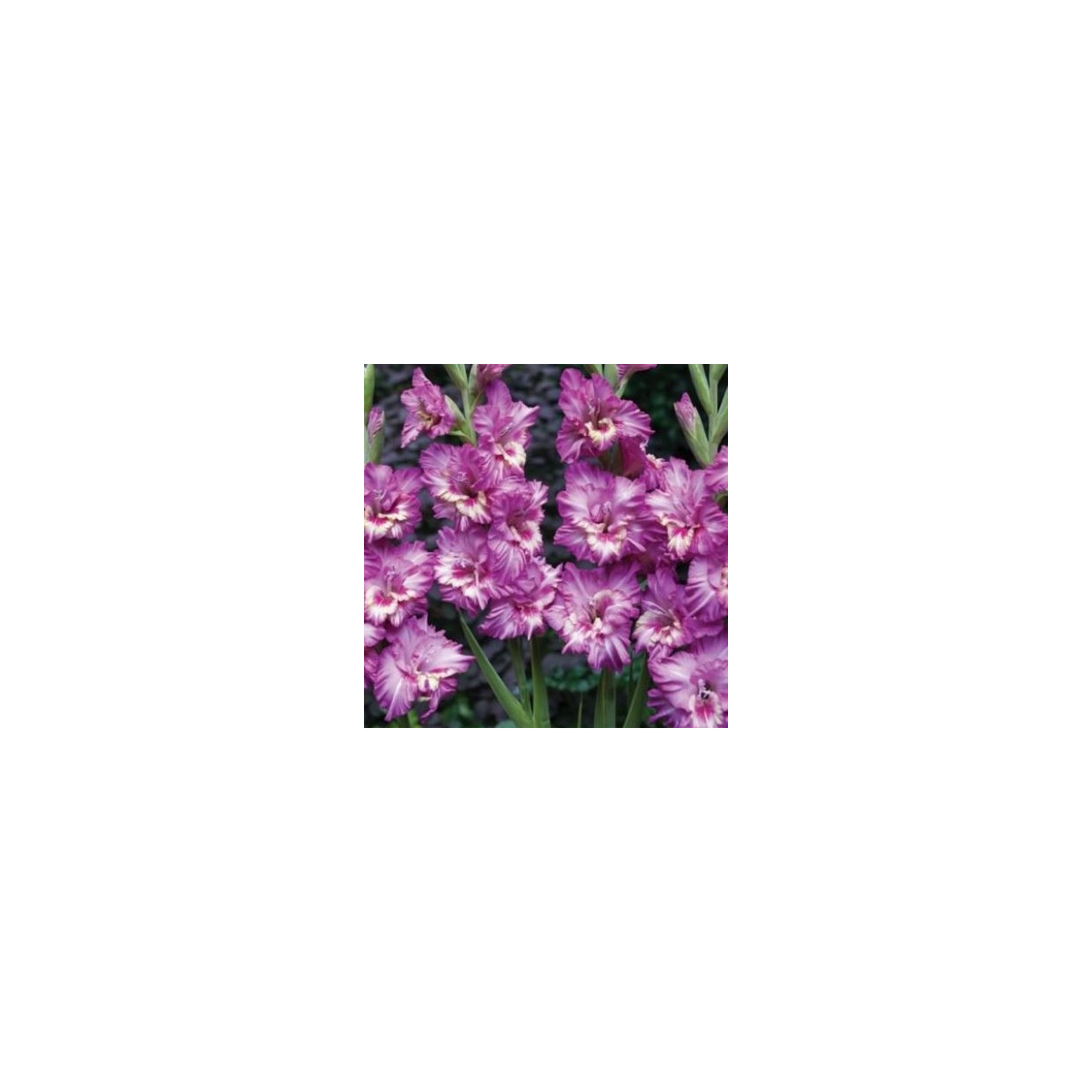 Gladiola Tango - Gladiolus Tango - gladioly - hľuzy gladioly - 3 ks