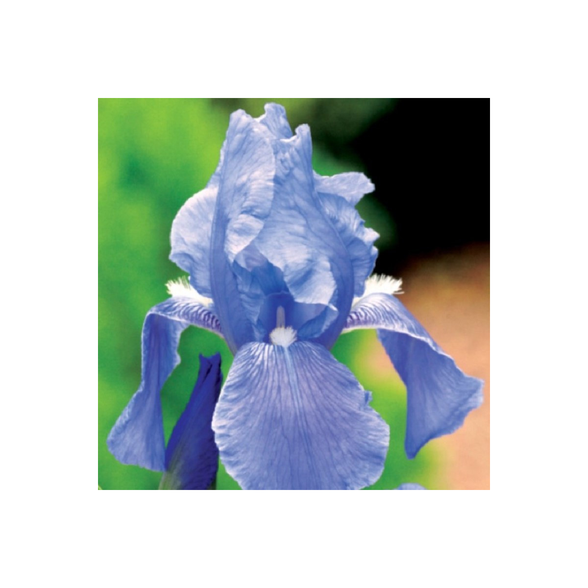 Kosatec modrý - Iris germanica - hľuzy kosatca - 1 ks